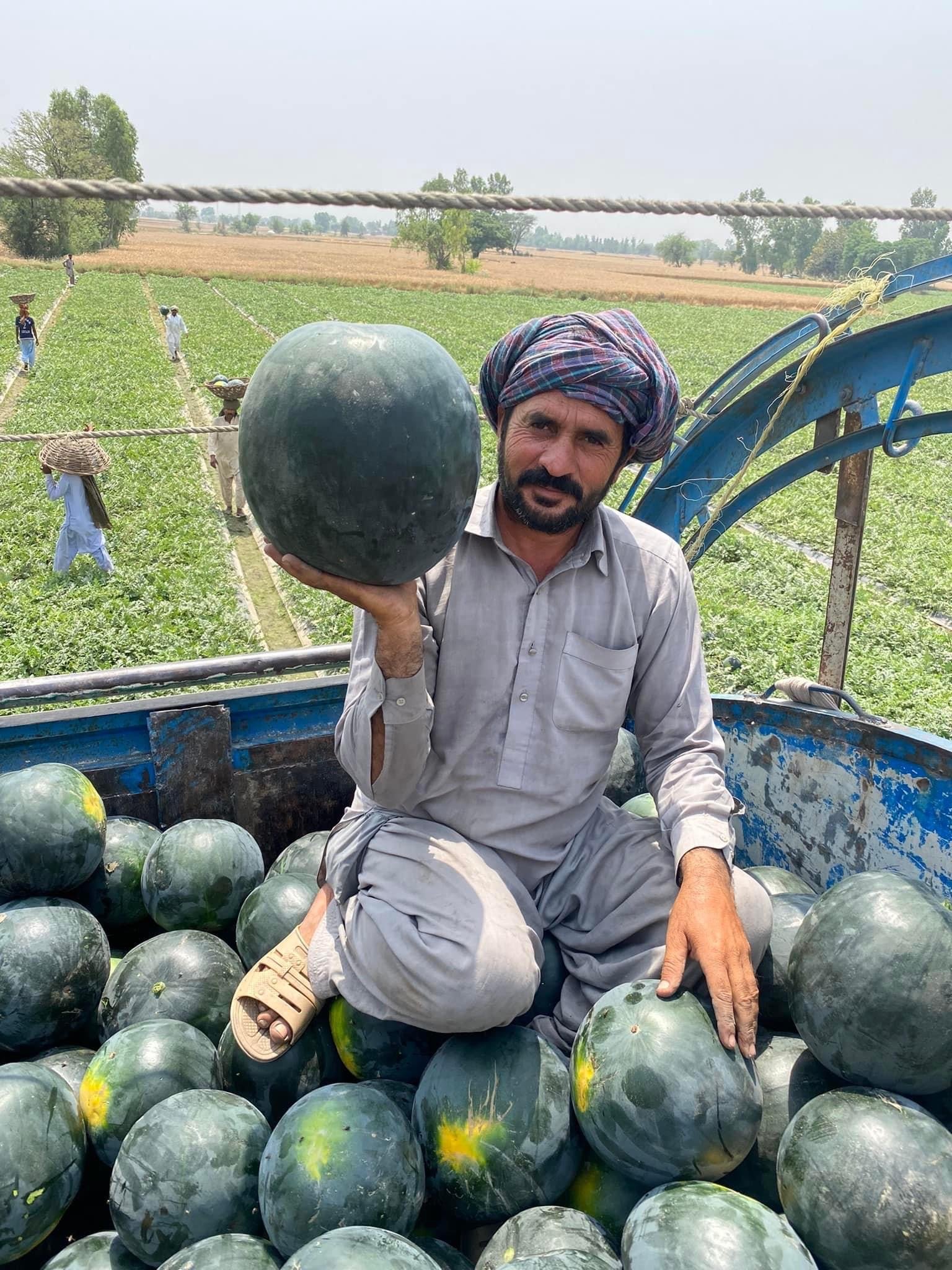 Hafizabadseed