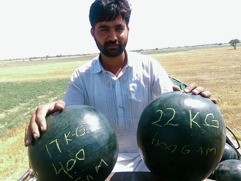 Hafizabadseed