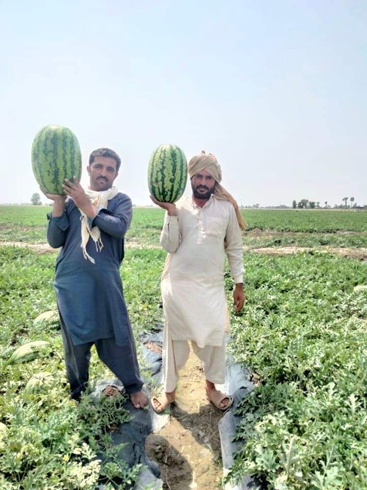 Hafizabadseed