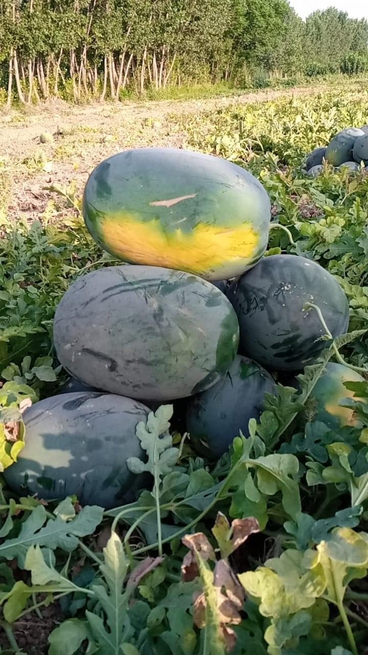 Hafizabadseed